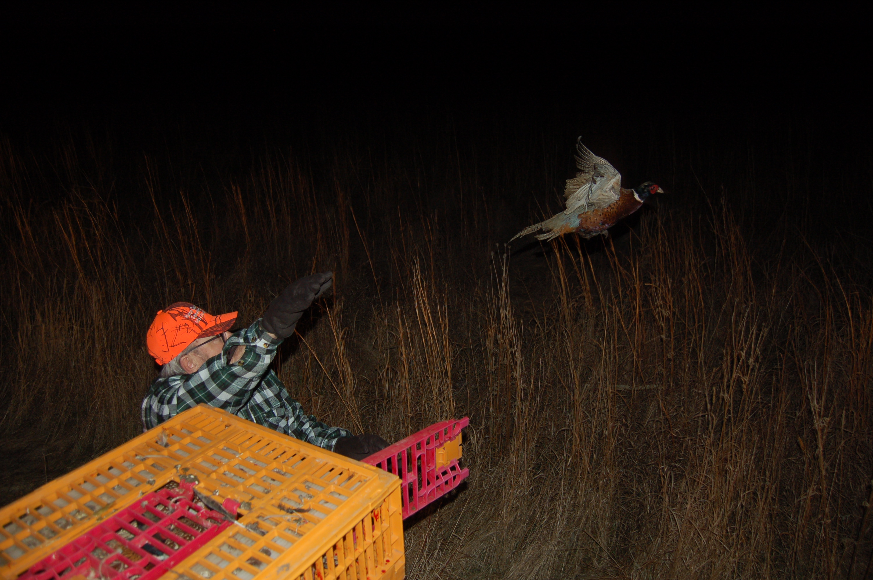 Pheasant being released at night